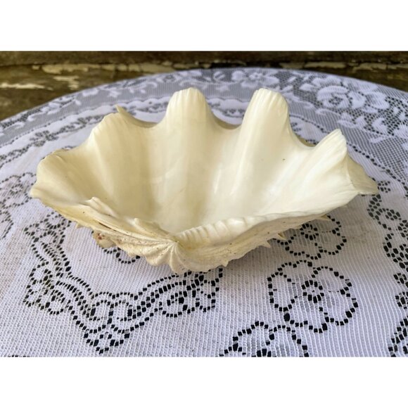 Vintage Small Clam Shell Beach Cottage Decor 6.5x5 - Picture 5 of 8